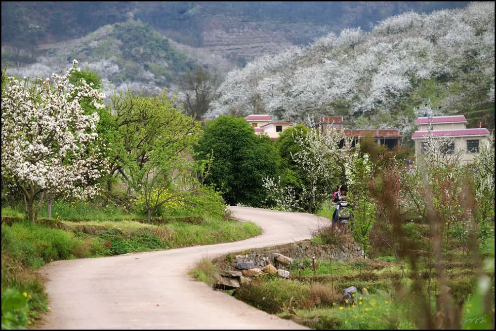 【春天,广西桂林灌阳县向您发出邀请!】我们在灌阳看梨花 - 游山玩水 - 抚顺生活社区 - 抚顺28生活网 fushun.28life.com