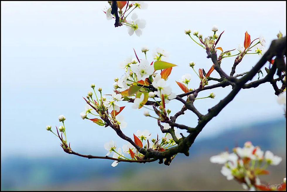 【春天,广西桂林灌阳县向您发出邀请!】我们在灌阳看梨花 - 游山玩水 - 抚顺生活社区 - 抚顺28生活网 fushun.28life.com