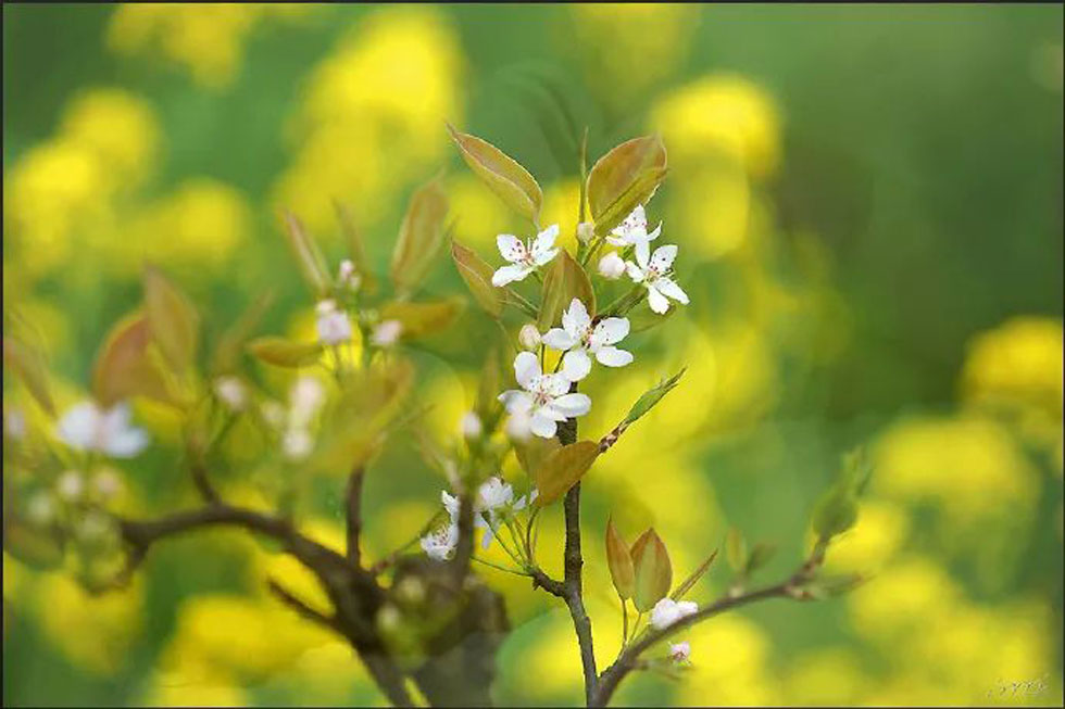 【春天,广西桂林灌阳县向您发出邀请!】我们在灌阳看梨花 - 游山玩水 - 抚顺生活社区 - 抚顺28生活网 fushun.28life.com
