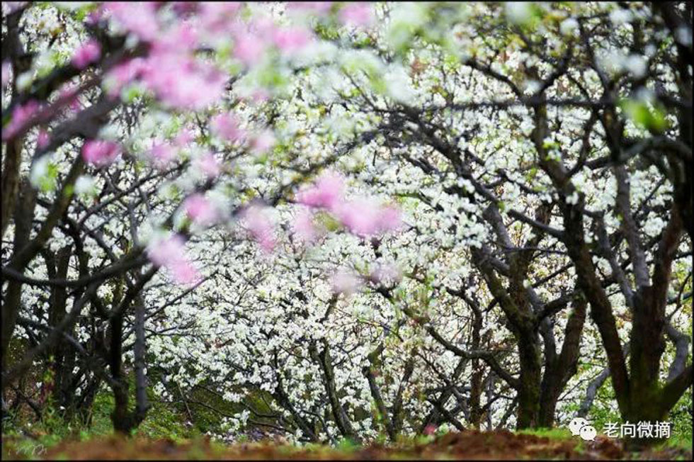 【春天,广西桂林灌阳县向您发出邀请!】我们在灌阳看梨花 - 游山玩水 - 抚顺生活社区 - 抚顺28生活网 fushun.28life.com