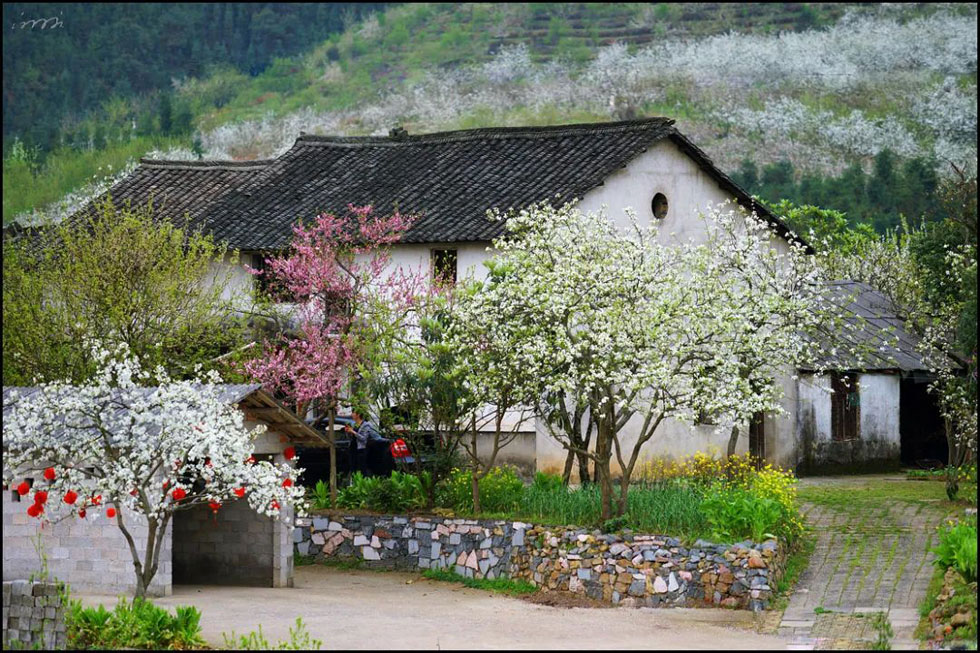 【春天,广西桂林灌阳县向您发出邀请!】我们在灌阳看梨花 - 游山玩水 - 抚顺生活社区 - 抚顺28生活网 fushun.28life.com