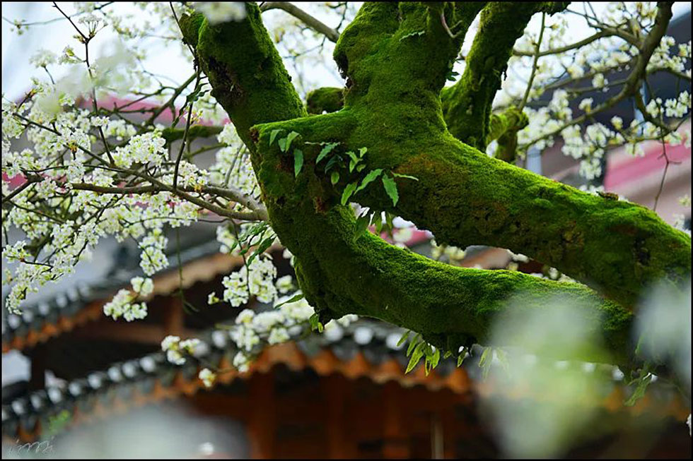 【春天,广西桂林灌阳县向您发出邀请!】我们在灌阳看梨花 - 游山玩水 - 抚顺生活社区 - 抚顺28生活网 fushun.28life.com