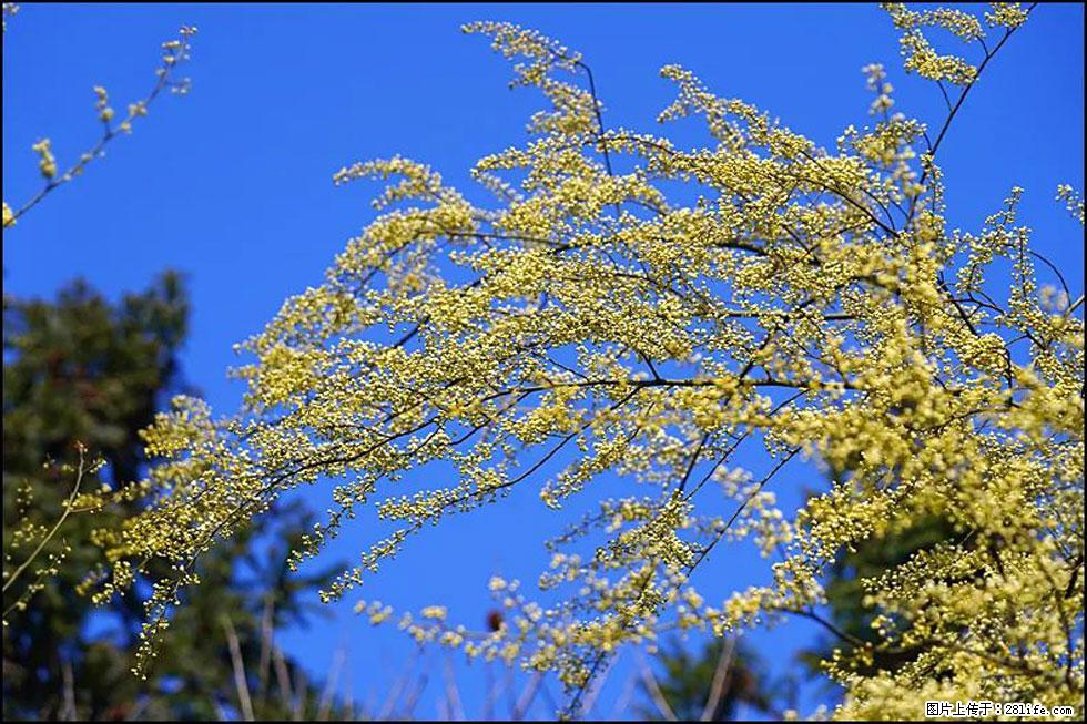 【春天,广西桂林灌阳县向您发出邀请!】米珠山前有片山苍子花在飘香 - 游山玩水 - 抚顺生活社区 - 抚顺28生活网 fushun.28life.com
