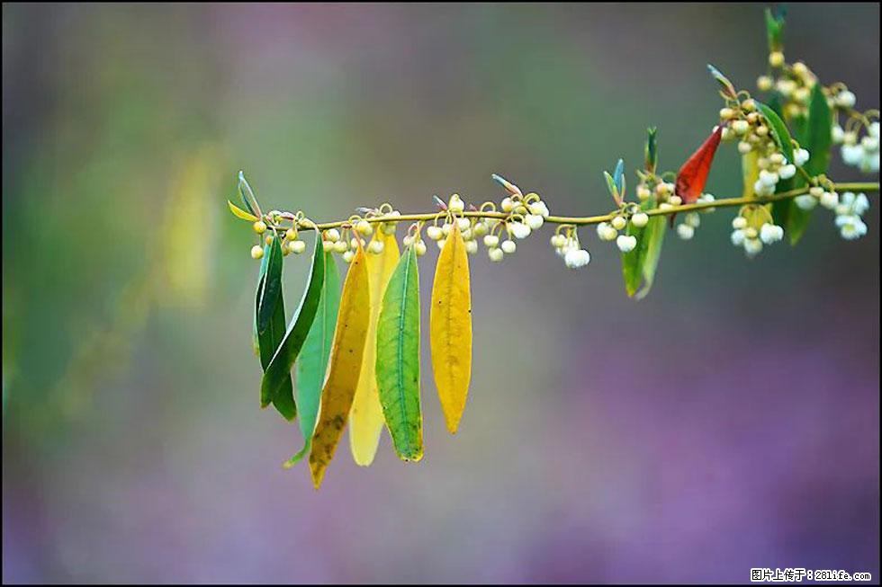 【春天,广西桂林灌阳县向您发出邀请!】米珠山前有片山苍子花在飘香 - 游山玩水 - 抚顺生活社区 - 抚顺28生活网 fushun.28life.com