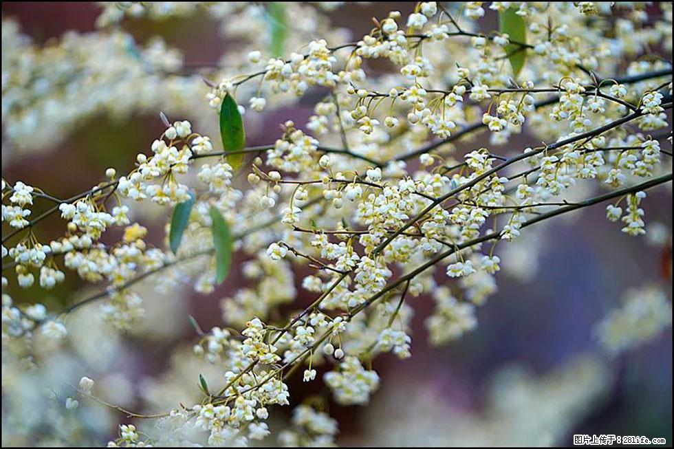 【春天,广西桂林灌阳县向您发出邀请!】米珠山前有片山苍子花在飘香 - 游山玩水 - 抚顺生活社区 - 抚顺28生活网 fushun.28life.com