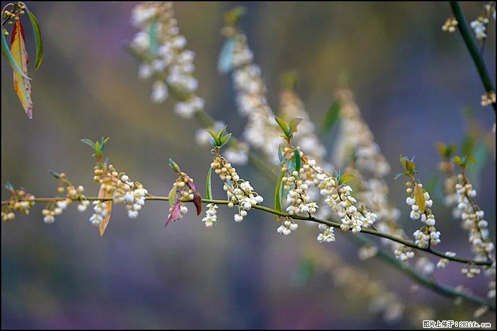 【春天,广西桂林灌阳县向您发出邀请!】米珠山前有片山苍子花在飘香 - 游山玩水 - 抚顺生活社区 - 抚顺28生活网 fushun.28life.com
