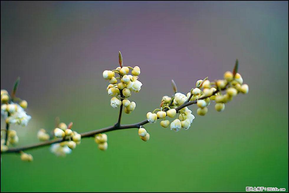 【春天,广西桂林灌阳县向您发出邀请!】米珠山前有片山苍子花在飘香 - 游山玩水 - 抚顺生活社区 - 抚顺28生活网 fushun.28life.com