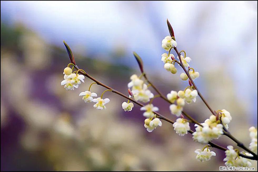 【春天,广西桂林灌阳县向您发出邀请!】米珠山前有片山苍子花在飘香 - 游山玩水 - 抚顺生活社区 - 抚顺28生活网 fushun.28life.com