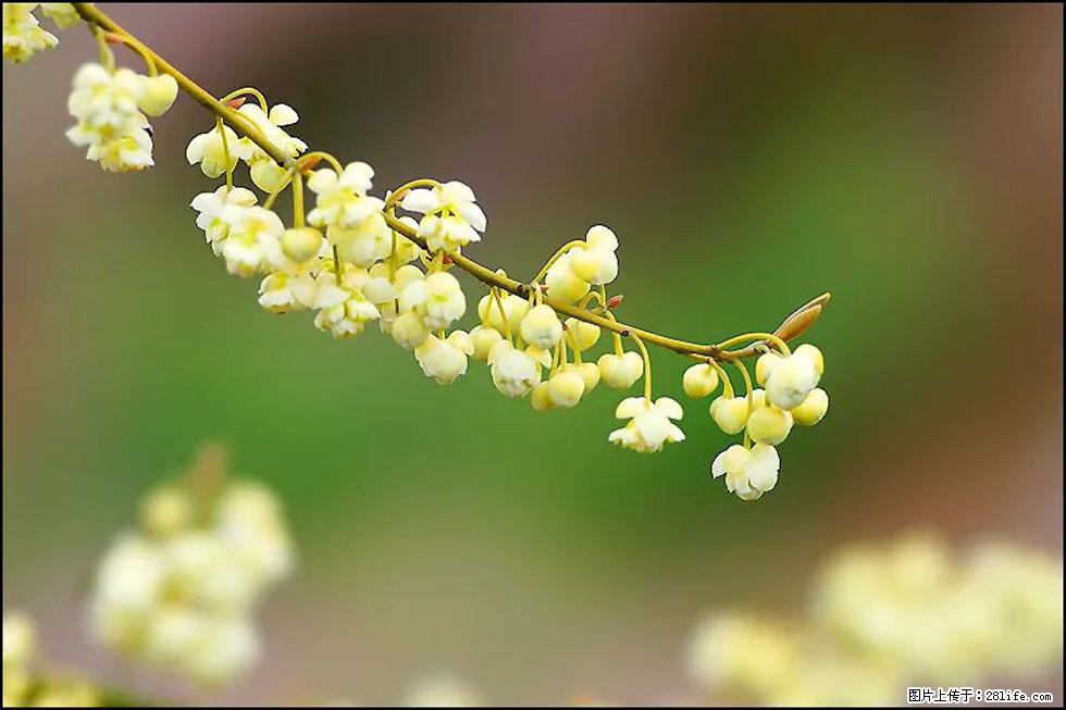 【春天,广西桂林灌阳县向您发出邀请!】米珠山前有片山苍子花在飘香 - 游山玩水 - 抚顺生活社区 - 抚顺28生活网 fushun.28life.com