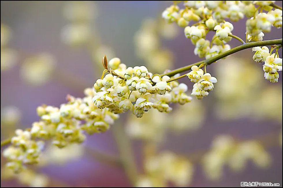【春天,广西桂林灌阳县向您发出邀请!】米珠山前有片山苍子花在飘香 - 游山玩水 - 抚顺生活社区 - 抚顺28生活网 fushun.28life.com