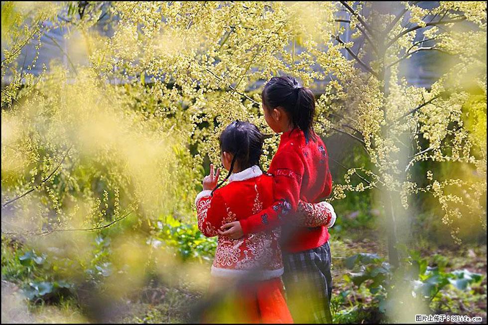 【春天,广西桂林灌阳县向您发出邀请!】米珠山前有片山苍子花在飘香 - 游山玩水 - 抚顺生活社区 - 抚顺28生活网 fushun.28life.com