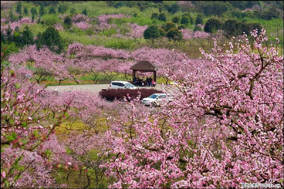 【春天，广西桂林灌阳县向您发出邀请！】官庄村有个醉美的桃花园 - 游山玩水 - 抚顺生活社区 - 抚顺28生活网 fushun.28life.com