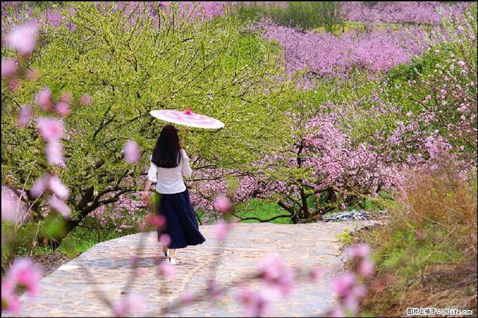 【春天，广西桂林灌阳县向您发出邀请！】官庄村有个醉美的桃花园 - 游山玩水 - 抚顺生活社区 - 抚顺28生活网 fushun.28life.com