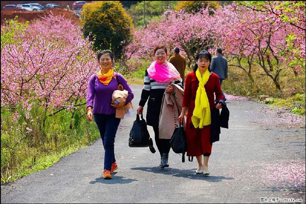 【春天，广西桂林灌阳县向您发出邀请！】官庄村有个醉美的桃花园 - 游山玩水 - 抚顺生活社区 - 抚顺28生活网 fushun.28life.com