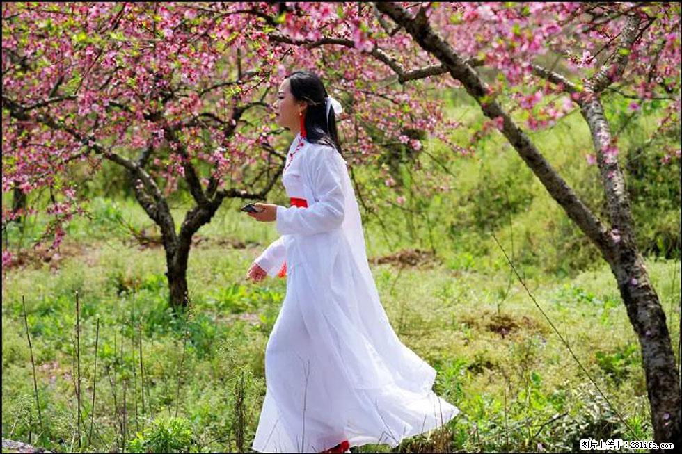 【春天，广西桂林灌阳县向您发出邀请！】官庄村有个醉美的桃花园 - 游山玩水 - 抚顺生活社区 - 抚顺28生活网 fushun.28life.com