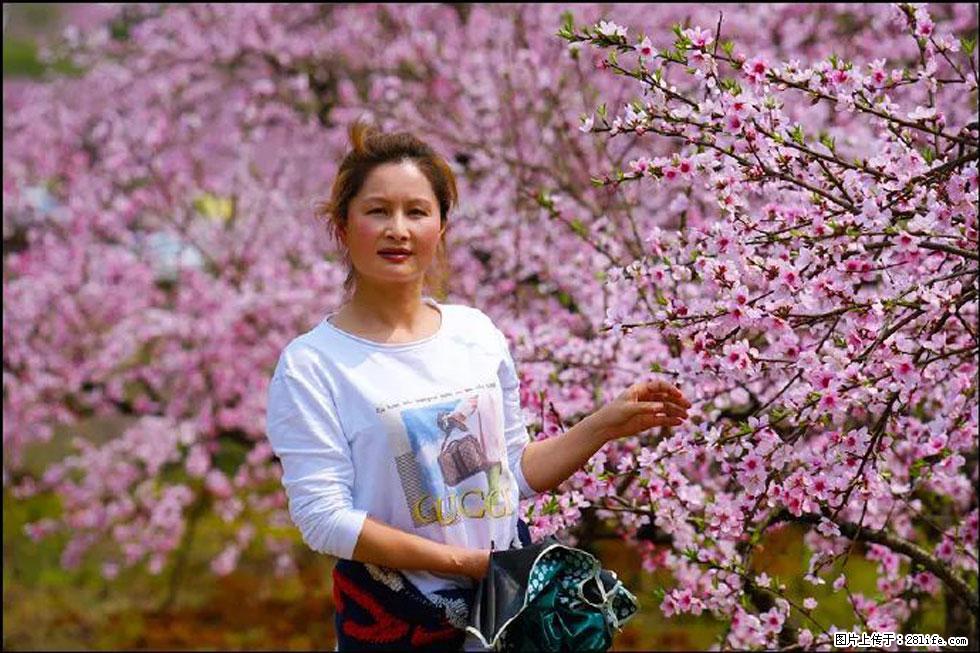 【春天，广西桂林灌阳县向您发出邀请！】官庄村有个醉美的桃花园 - 游山玩水 - 抚顺生活社区 - 抚顺28生活网 fushun.28life.com