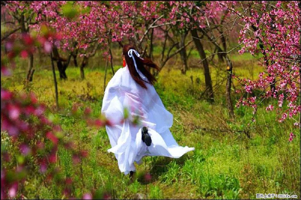 【春天，广西桂林灌阳县向您发出邀请！】官庄村有个醉美的桃花园 - 游山玩水 - 抚顺生活社区 - 抚顺28生活网 fushun.28life.com