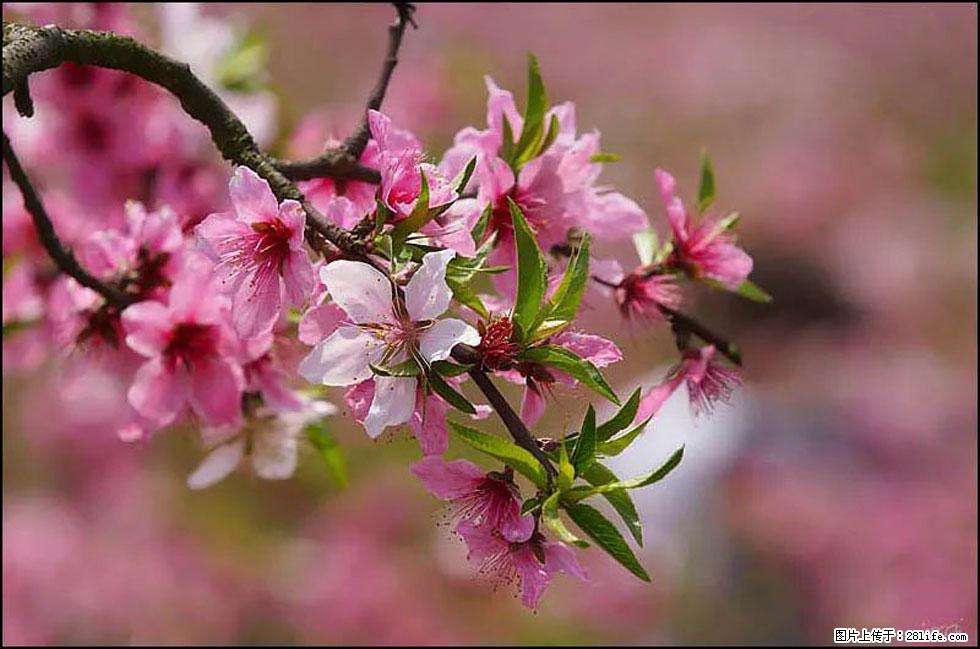 【春天，广西桂林灌阳县向您发出邀请！】官庄村有个醉美的桃花园 - 游山玩水 - 抚顺生活社区 - 抚顺28生活网 fushun.28life.com