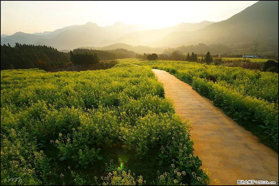 【春天,广西桂林灌阳县向您发出邀请!】长坪村油菜盛情花开 - 游山玩水 - 抚顺生活社区 - 抚顺28生活网 fushun.28life.com