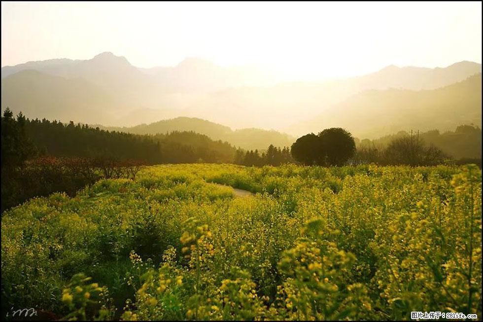 【春天,广西桂林灌阳县向您发出邀请!】长坪村油菜盛情花开 - 游山玩水 - 抚顺生活社区 - 抚顺28生活网 fushun.28life.com