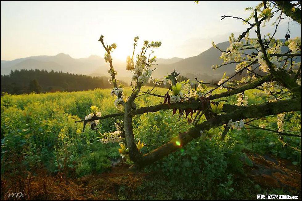 【春天,广西桂林灌阳县向您发出邀请!】长坪村油菜盛情花开 - 游山玩水 - 抚顺生活社区 - 抚顺28生活网 fushun.28life.com