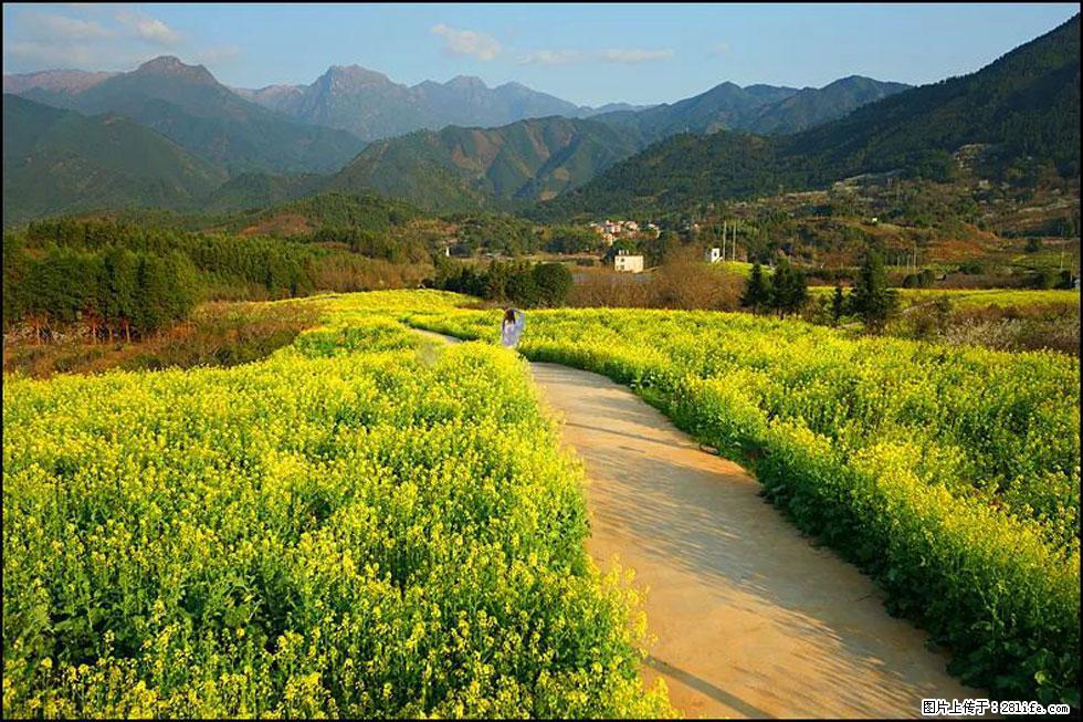 【春天,广西桂林灌阳县向您发出邀请!】长坪村油菜盛情花开 - 游山玩水 - 抚顺生活社区 - 抚顺28生活网 fushun.28life.com