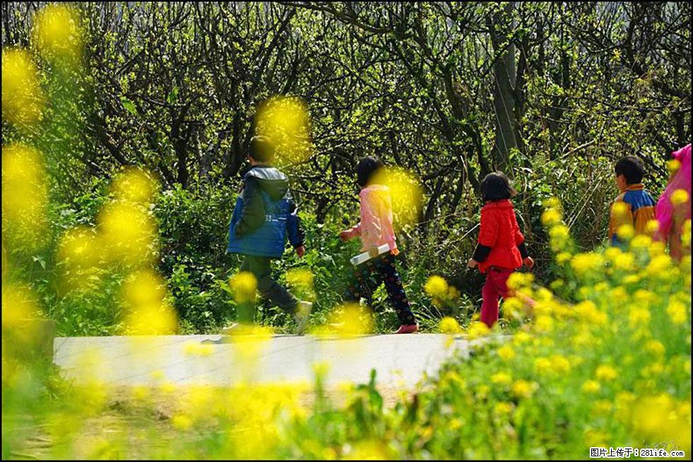 【春天,广西桂林灌阳县向您发出邀请!】长坪村油菜盛情花开 - 游山玩水 - 抚顺生活社区 - 抚顺28生活网 fushun.28life.com