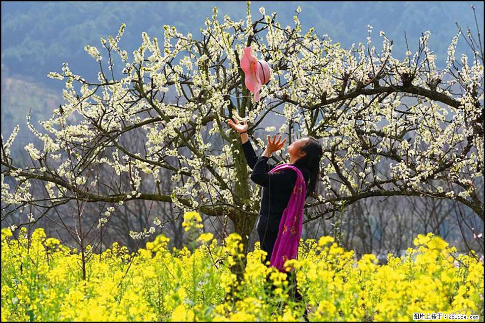 【春天,广西桂林灌阳县向您发出邀请!】长坪村油菜盛情花开 - 游山玩水 - 抚顺生活社区 - 抚顺28生活网 fushun.28life.com