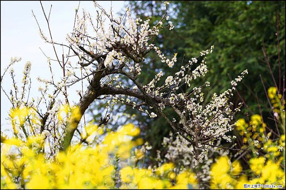 【春天,广西桂林灌阳县向您发出邀请!】长坪村油菜盛情花开 - 游山玩水 - 抚顺生活社区 - 抚顺28生活网 fushun.28life.com