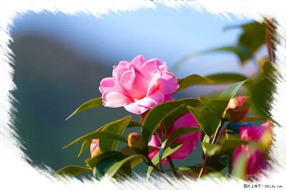 【春天,广西桂林灌阳县向您发出邀请!】杨柳井茶花惹人爱 - 游山玩水 - 抚顺生活社区 - 抚顺28生活网 fushun.28life.com