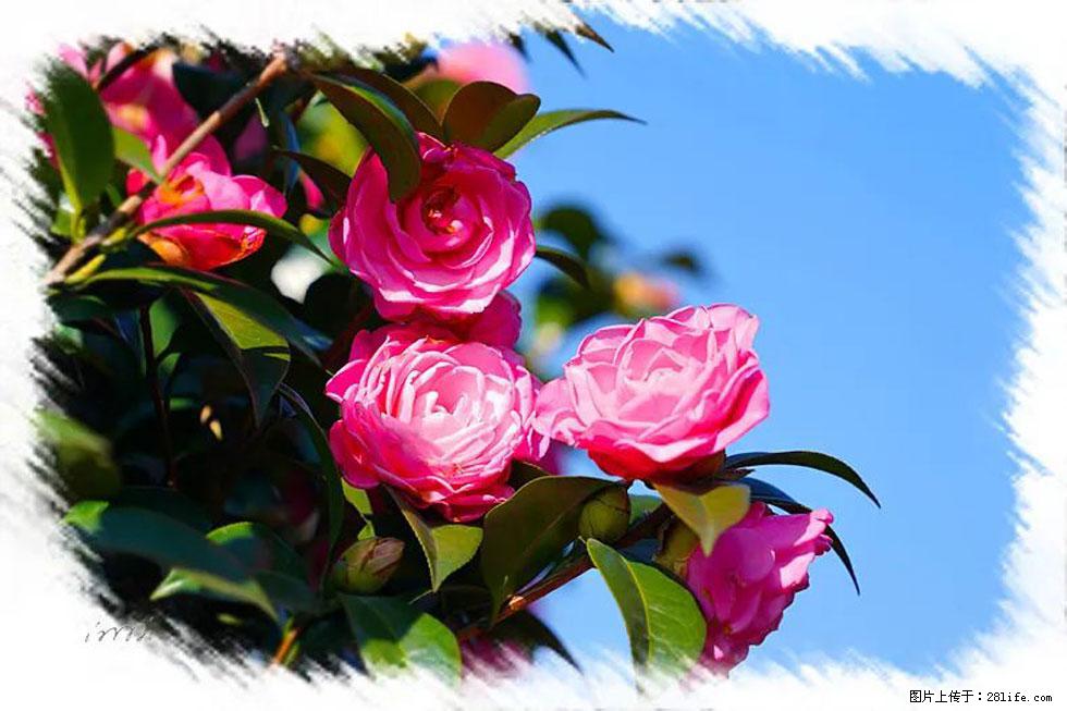 【春天,广西桂林灌阳县向您发出邀请!】杨柳井茶花惹人爱 - 游山玩水 - 抚顺生活社区 - 抚顺28生活网 fushun.28life.com