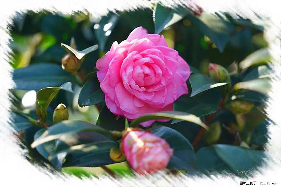 【春天,广西桂林灌阳县向您发出邀请!】杨柳井茶花惹人爱 - 游山玩水 - 抚顺生活社区 - 抚顺28生活网 fushun.28life.com