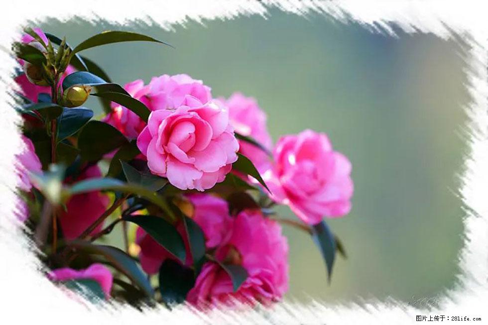 【春天,广西桂林灌阳县向您发出邀请!】杨柳井茶花惹人爱 - 游山玩水 - 抚顺生活社区 - 抚顺28生活网 fushun.28life.com