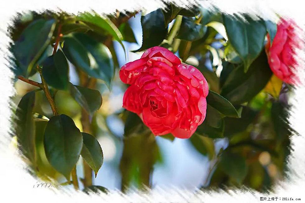 【春天,广西桂林灌阳县向您发出邀请!】杨柳井茶花惹人爱 - 游山玩水 - 抚顺生活社区 - 抚顺28生活网 fushun.28life.com