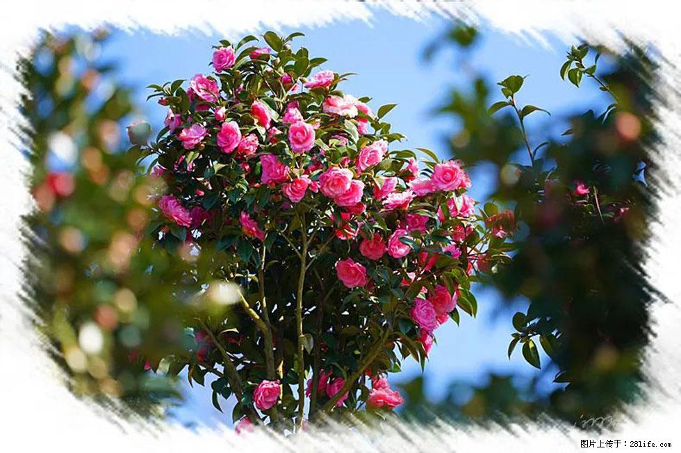 【春天,广西桂林灌阳县向您发出邀请!】杨柳井茶花惹人爱 - 游山玩水 - 抚顺生活社区 - 抚顺28生活网 fushun.28life.com