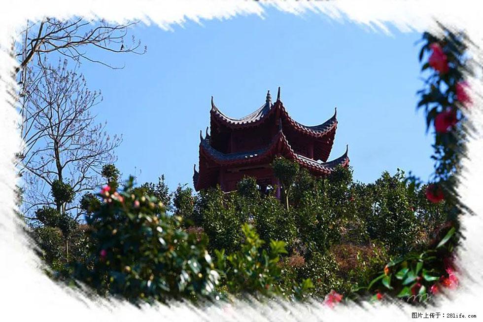 【春天,广西桂林灌阳县向您发出邀请!】杨柳井茶花惹人爱 - 游山玩水 - 抚顺生活社区 - 抚顺28生活网 fushun.28life.com