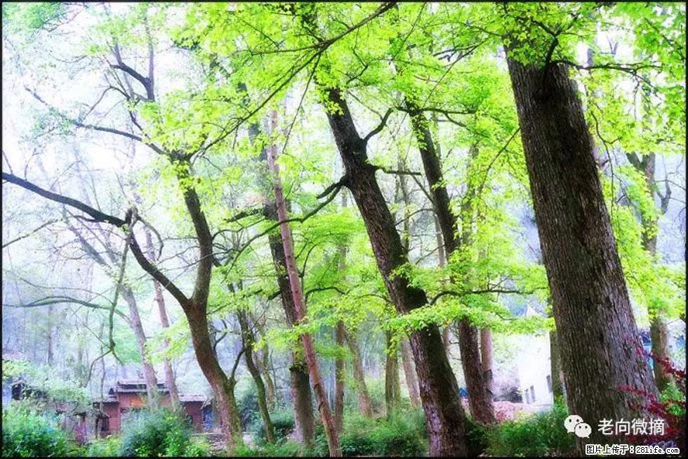 【春天,广西桂林灌阳县向您发出邀请!】在小龙村与春天约会 - 游山玩水 - 抚顺生活社区 - 抚顺28生活网 fushun.28life.com