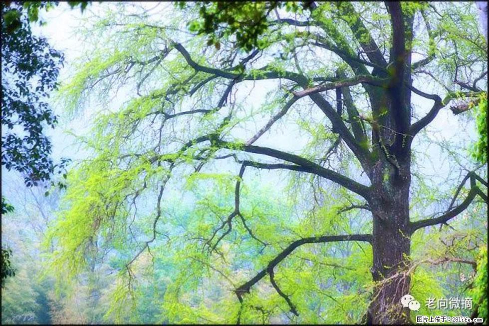 【春天,广西桂林灌阳县向您发出邀请!】在小龙村与春天约会 - 游山玩水 - 抚顺生活社区 - 抚顺28生活网 fushun.28life.com