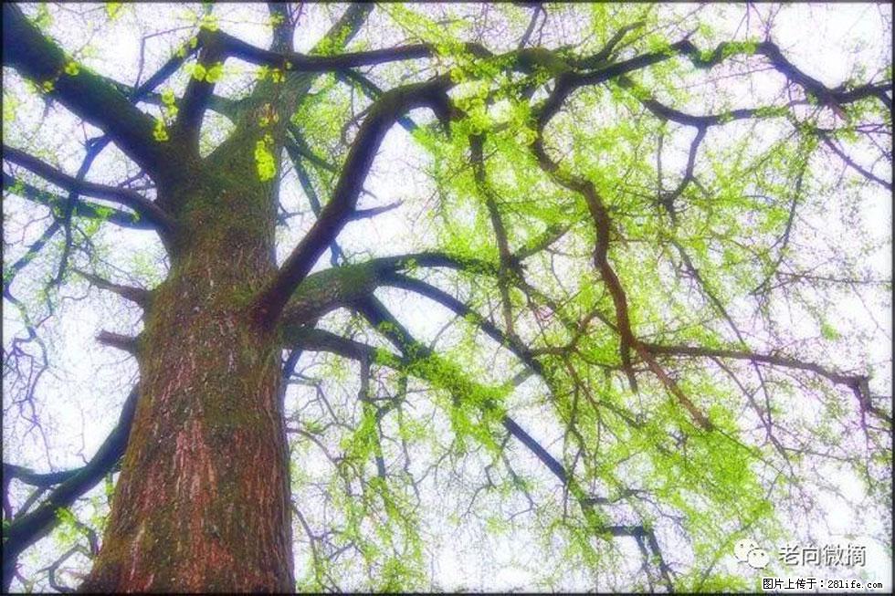 【春天,广西桂林灌阳县向您发出邀请!】在小龙村与春天约会 - 游山玩水 - 抚顺生活社区 - 抚顺28生活网 fushun.28life.com