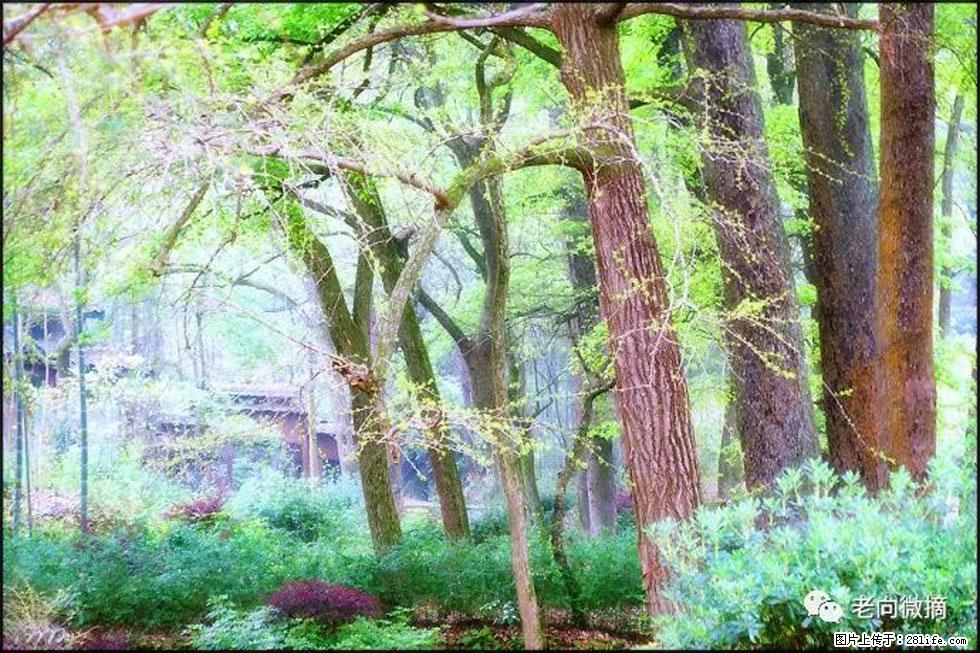 【春天,广西桂林灌阳县向您发出邀请!】在小龙村与春天约会 - 游山玩水 - 抚顺生活社区 - 抚顺28生活网 fushun.28life.com