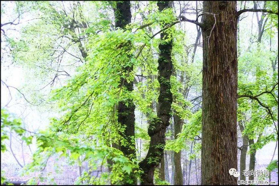 【春天,广西桂林灌阳县向您发出邀请!】在小龙村与春天约会 - 游山玩水 - 抚顺生活社区 - 抚顺28生活网 fushun.28life.com