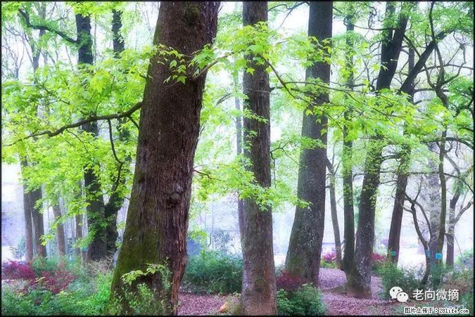 【春天,广西桂林灌阳县向您发出邀请!】在小龙村与春天约会 - 游山玩水 - 抚顺生活社区 - 抚顺28生活网 fushun.28life.com