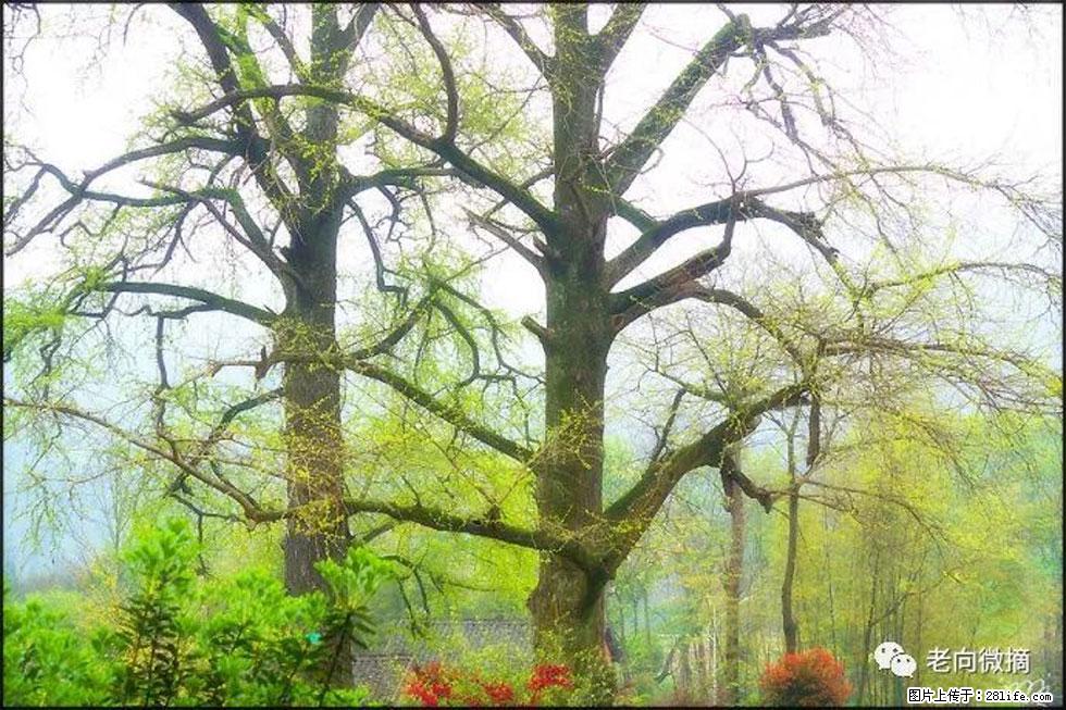 【春天,广西桂林灌阳县向您发出邀请!】在小龙村与春天约会 - 游山玩水 - 抚顺生活社区 - 抚顺28生活网 fushun.28life.com