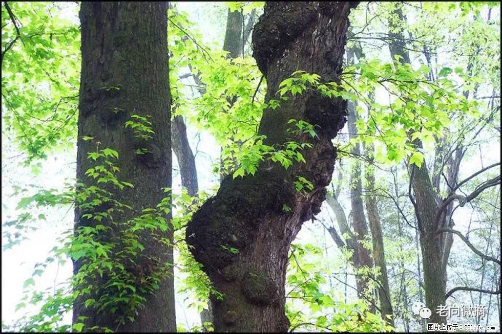 【春天,广西桂林灌阳县向您发出邀请!】在小龙村与春天约会 - 游山玩水 - 抚顺生活社区 - 抚顺28生活网 fushun.28life.com