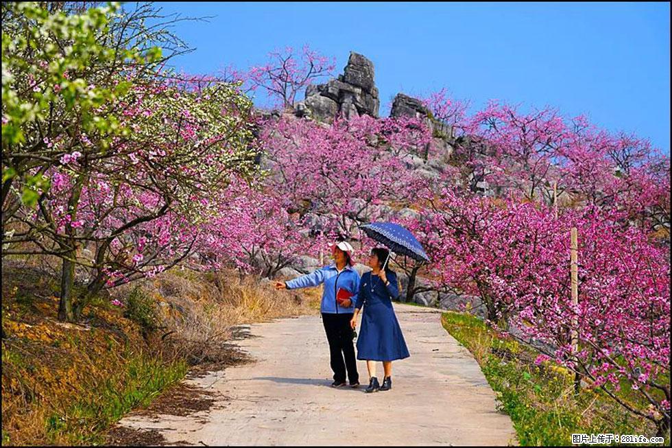 【春天,广西桂林灌阳县向您发出邀请!】望月岭上桃花开 - 游山玩水 - 抚顺生活社区 - 抚顺28生活网 fushun.28life.com