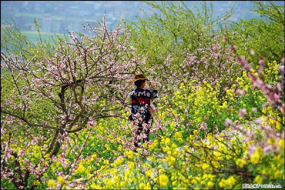 【春天,广西桂林灌阳县向您发出邀请!】望月岭上桃花开 - 游山玩水 - 抚顺生活社区 - 抚顺28生活网 fushun.28life.com