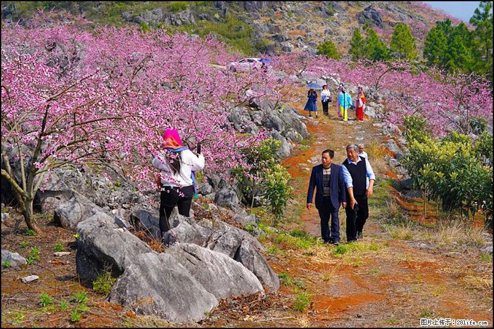 【春天,广西桂林灌阳县向您发出邀请!】望月岭上桃花开 - 游山玩水 - 抚顺生活社区 - 抚顺28生活网 fushun.28life.com