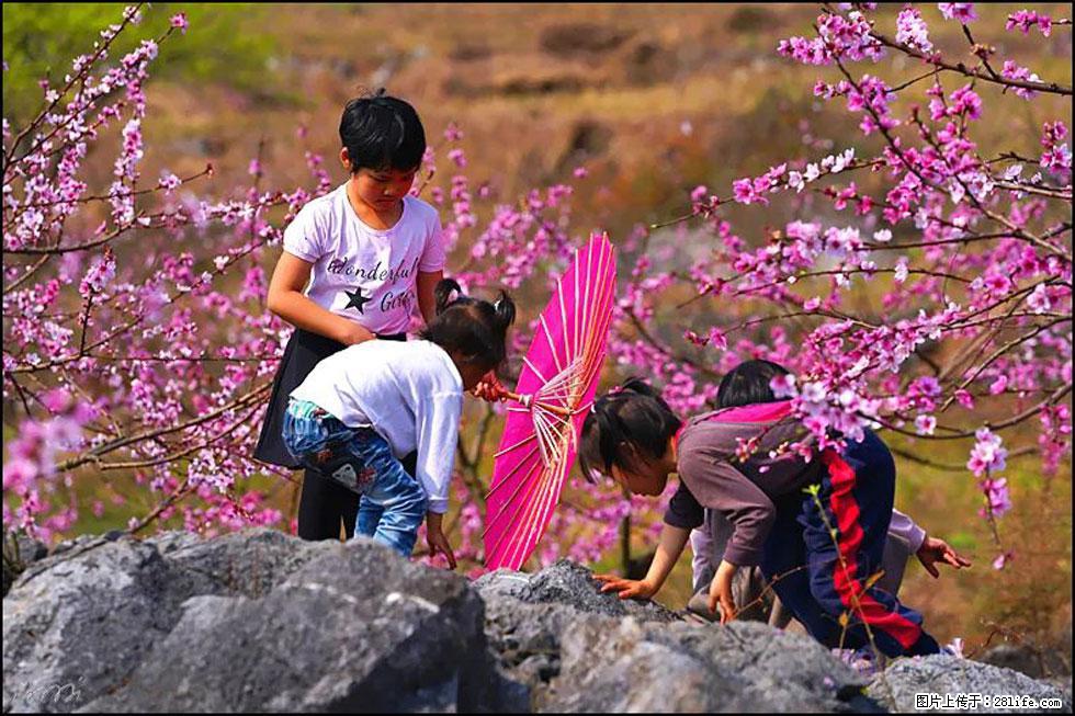【春天,广西桂林灌阳县向您发出邀请!】望月岭上桃花开 - 游山玩水 - 抚顺生活社区 - 抚顺28生活网 fushun.28life.com