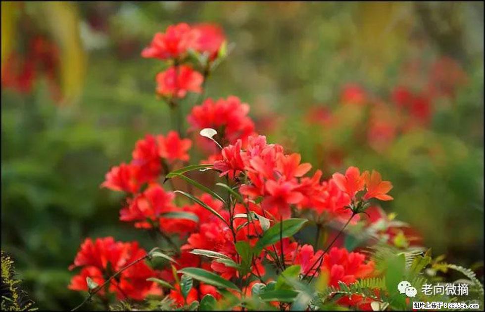 【春天，广西桂林灌阳县向您发出邀请！】登麒麟山，相约映山红 - 游山玩水 - 抚顺生活社区 - 抚顺28生活网 fushun.28life.com
