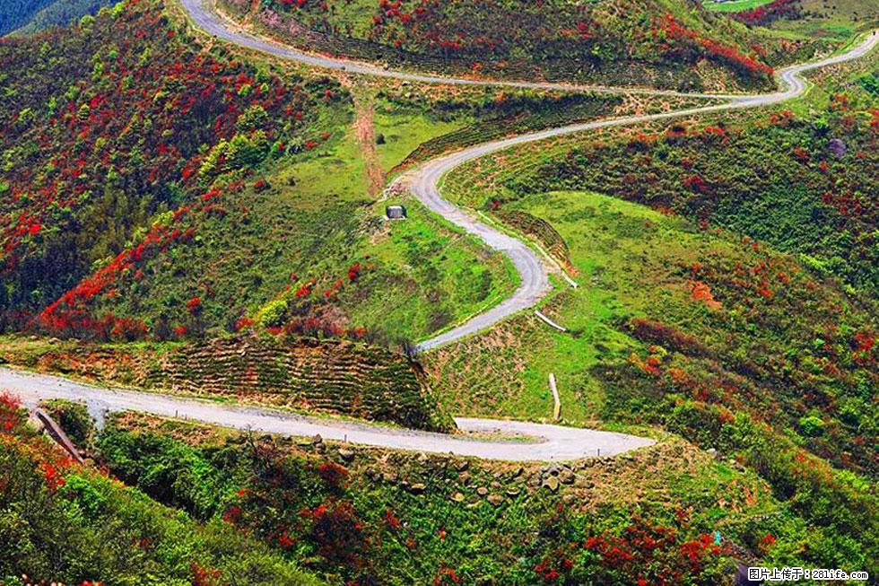 【春天，广西桂林灌阳县向您发出邀请！】春木界上映山红 - 游山玩水 - 抚顺生活社区 - 抚顺28生活网 fushun.28life.com